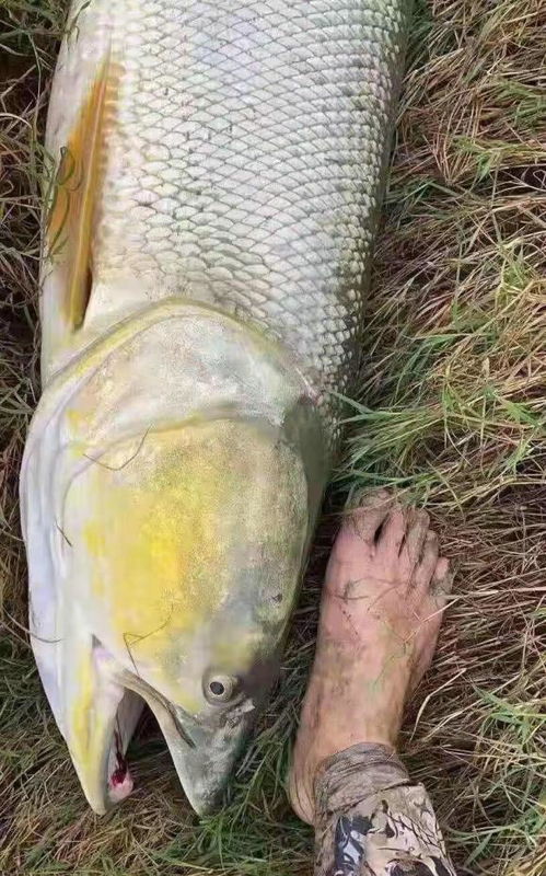 水虎名字带火好吗