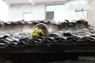 探秘江南水乡韵味，杭州——千年古城的现代魅力