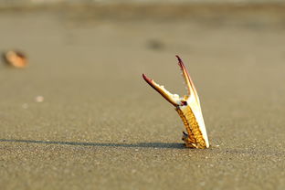 海洋宝石的秘密，解锁螃蟹的营养宝库与神奇功效