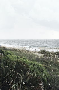 深圳仙湖植物园，绿色探索之旅，自然与科技的完美融合