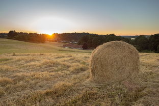 湖北省的硒望之光，富硒产业的绿色革命