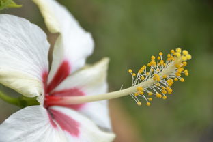 夏花，在今日头条官方版本中绽放的视听盛宴